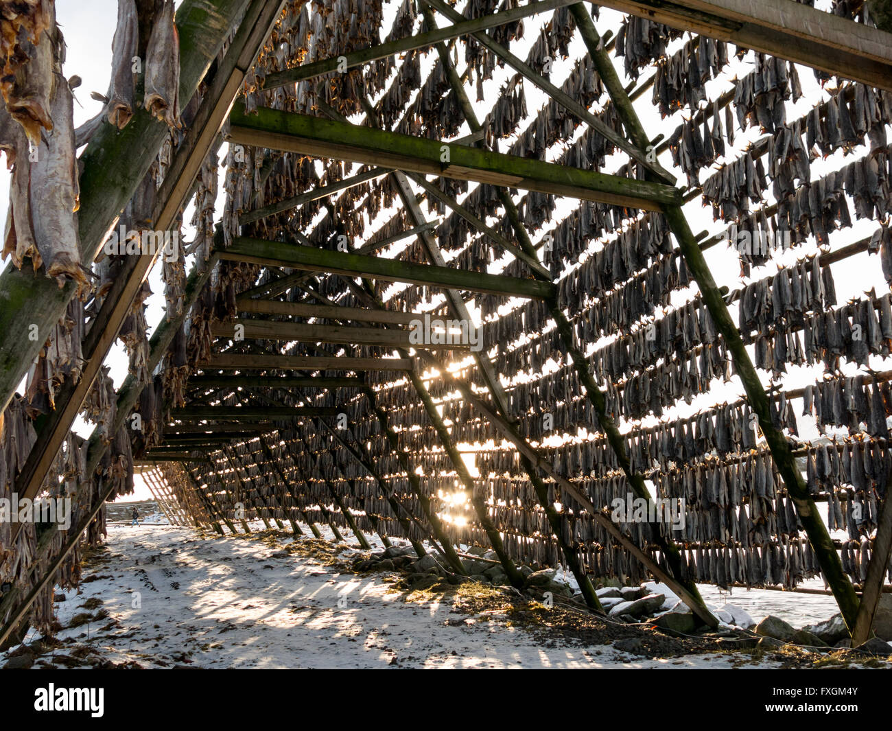 Rack with drying stockfish in Svolvaer, Lofoten Islands, Norway Stock Photo