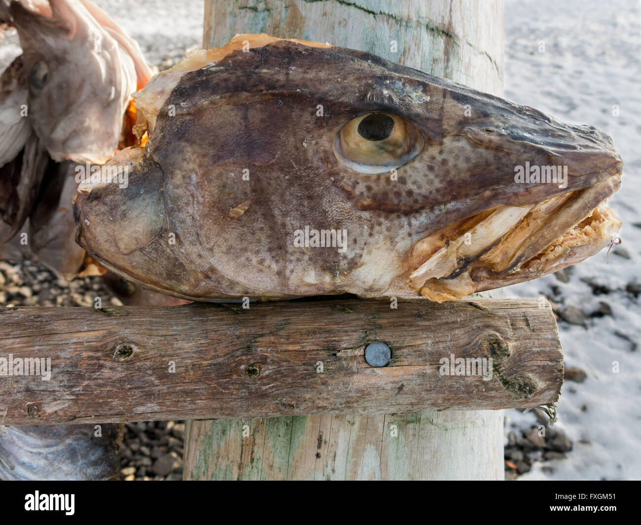 Head of stockfish drying on rack in Svolvaer, Lofoten Islands, Norway Stock Photo