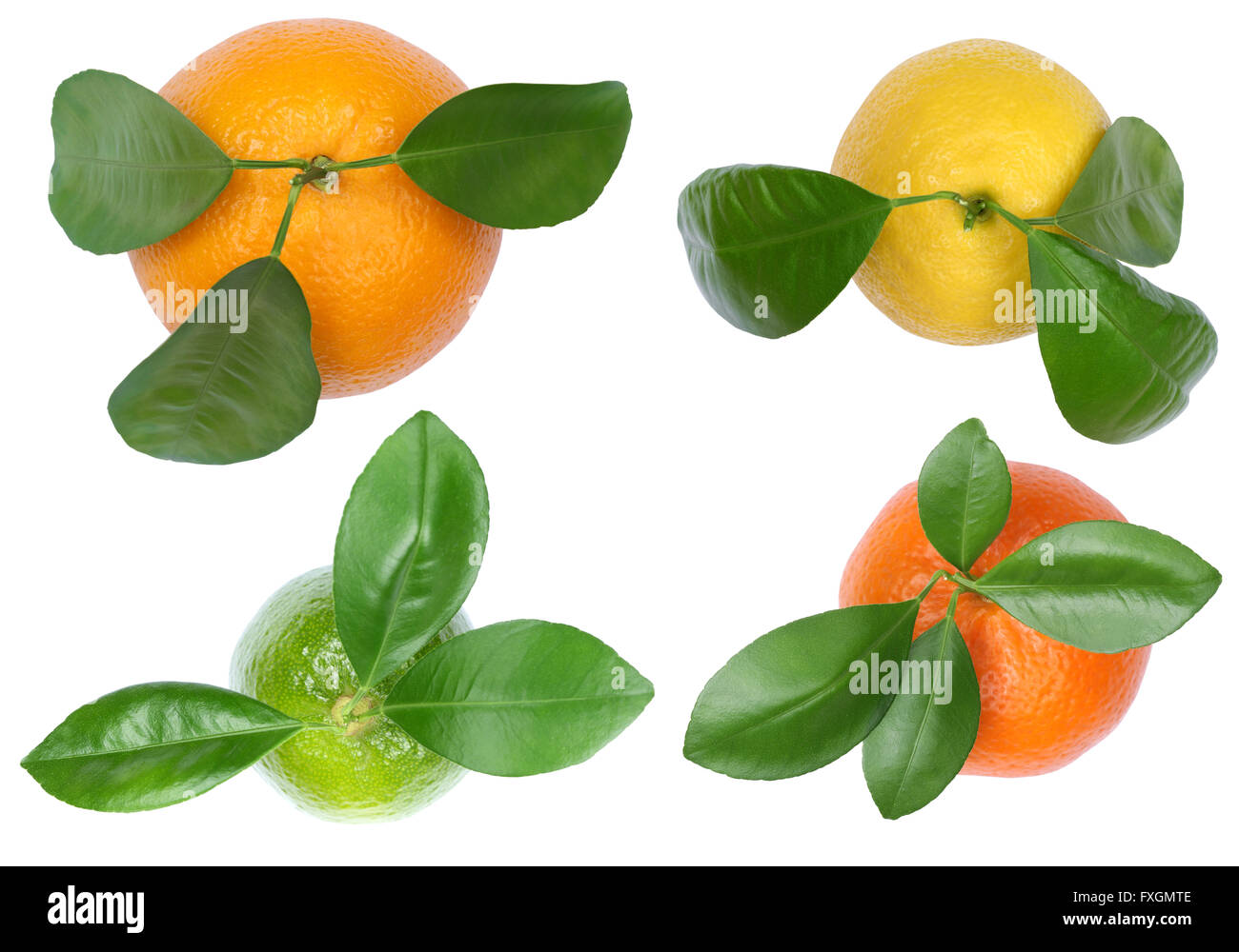 Collection of oranges mandarins lemons top view fruits isolated on a white background Stock Photo