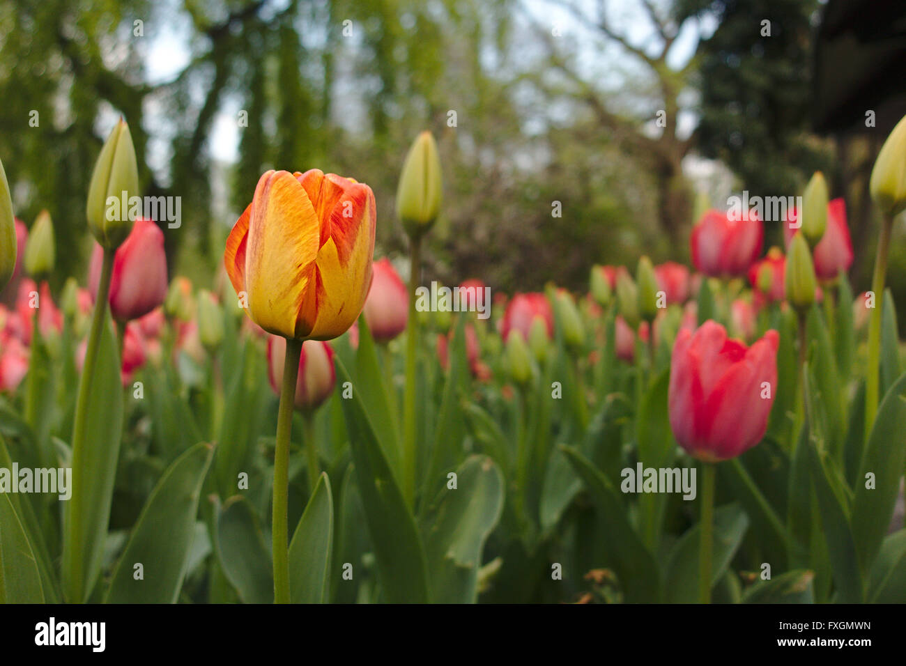 a Field of beautiful Tulips Stock Photo - Alamy