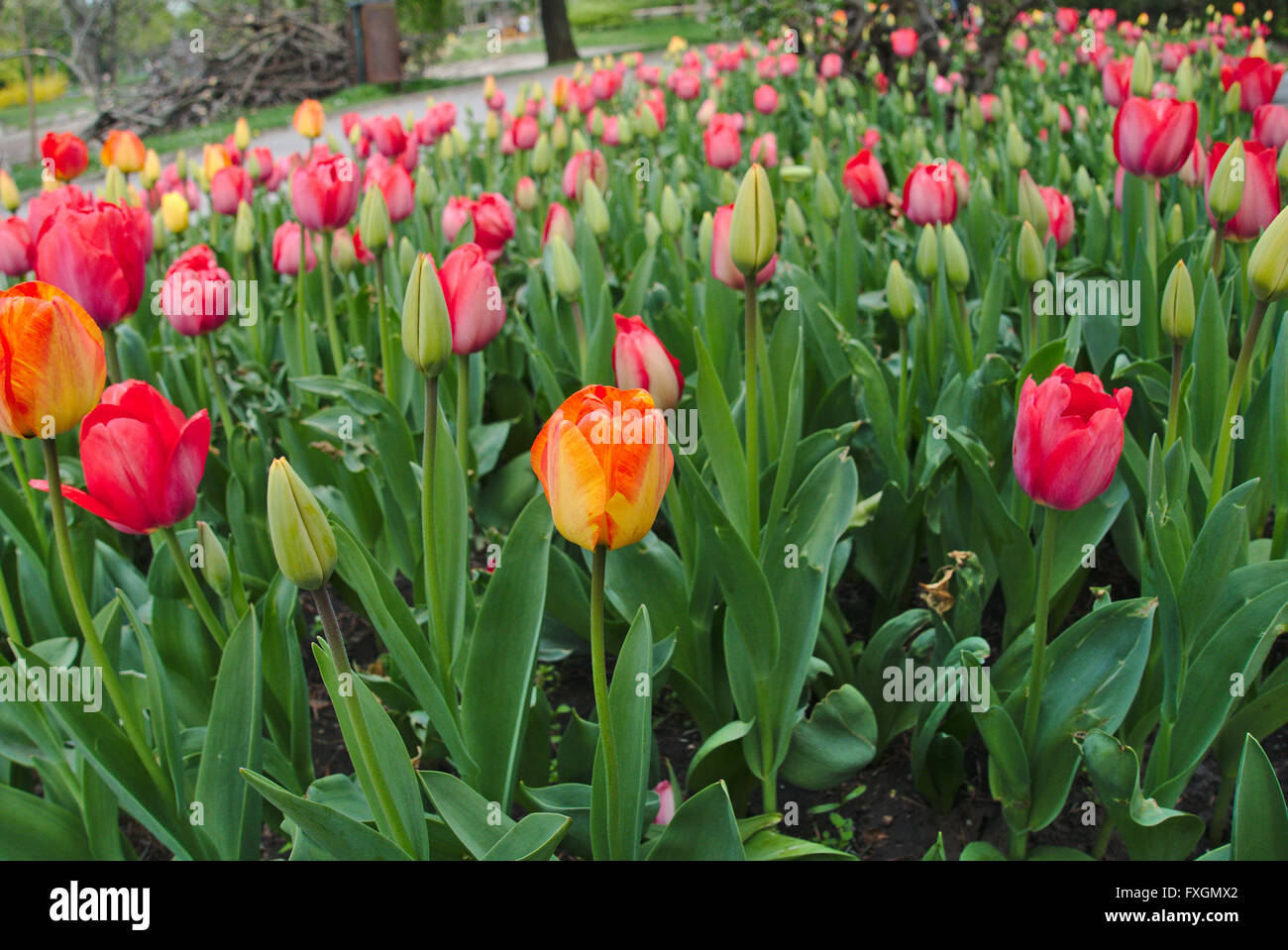a Field of beautiful Tulips Stock Photo - Alamy
