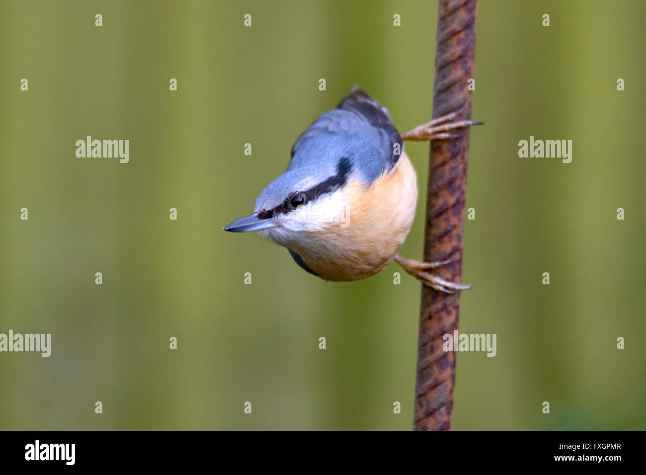 Nuthatch Stock Photo