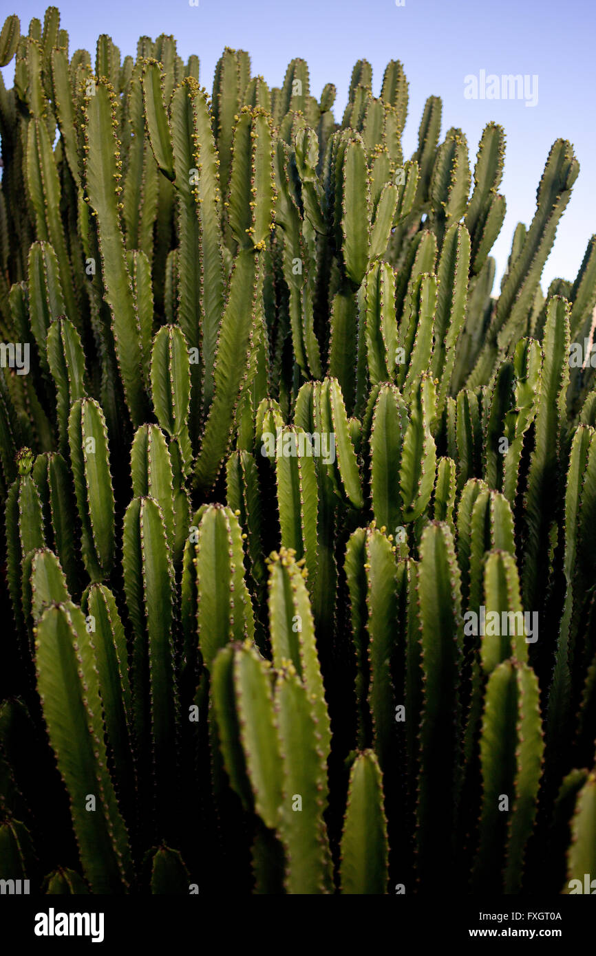 spiked cactus Dezo Spiked Cactus Water  DrinkDezo