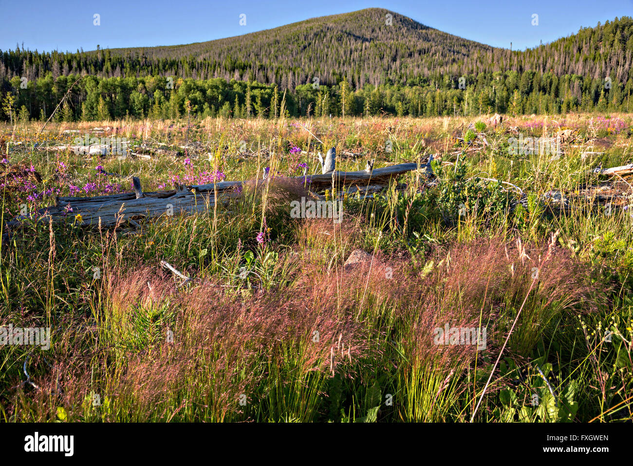 Wildflower meadow blooming in the Roosevelt National Forest near Gould, Colorado Stock Photo Alamy