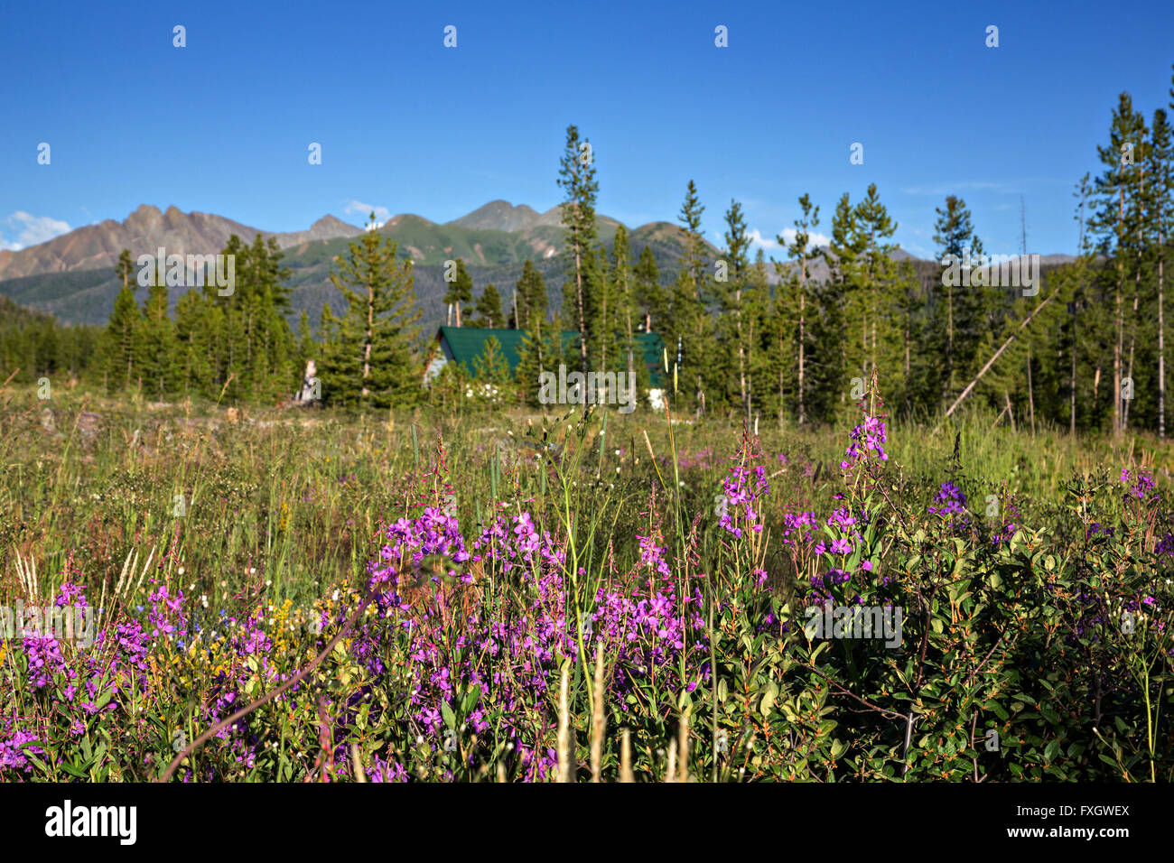 Wildflower meadow and visitor center in the Roosevelt National Forest near Gould, Colorado Stock