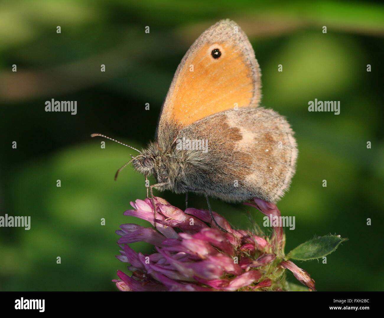 European Small heath butterfly (Coenonympha pamphilus) foraging on a red clover flower Stock Photo