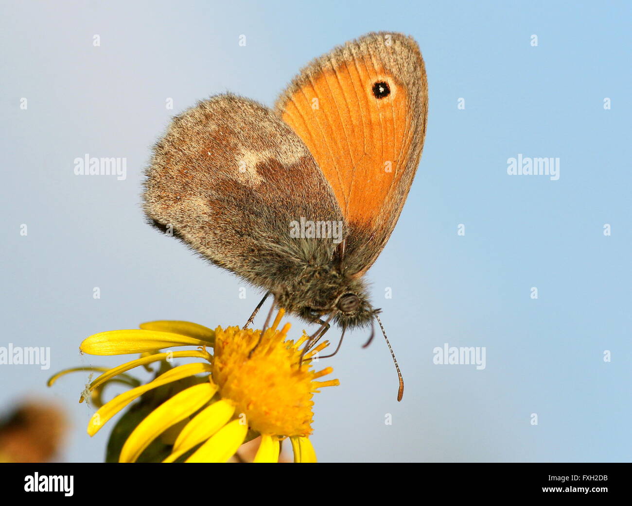 European Small heath butterfly (Coenonympha pamphilus) foraging on a summer flower. Low point of view, sky as background Stock Photo