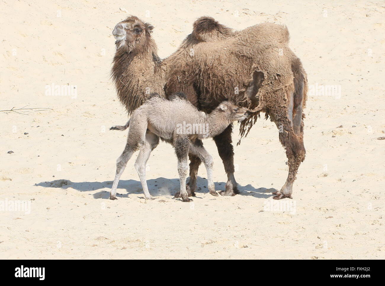 Animal feed milk mother hi-res stock photography and images - Alamy Animal feed milk mother hi-res stock photography and images - Alamy