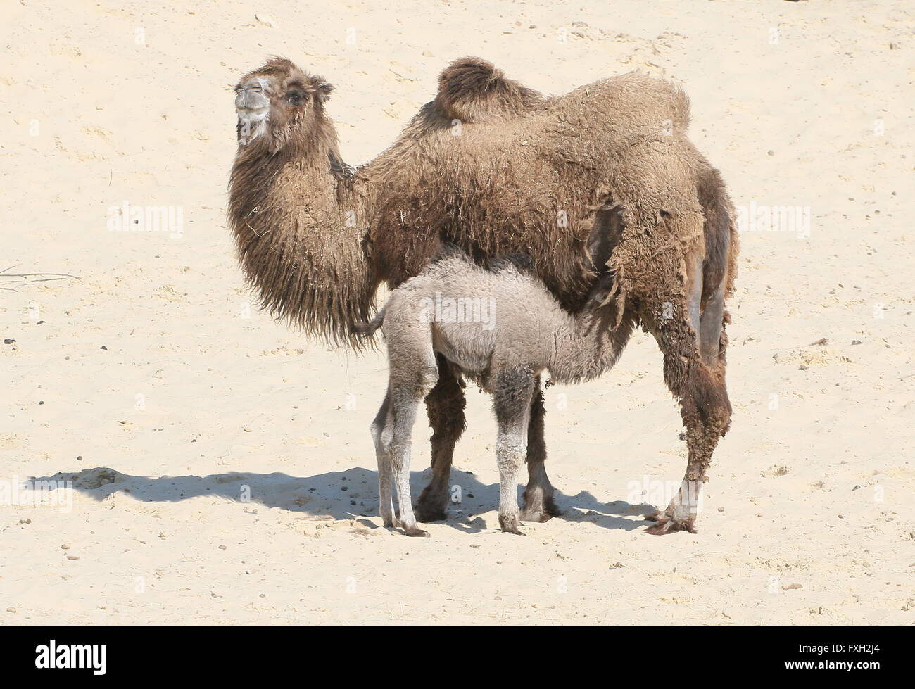 Camel water drink hi-res stock photography and images - Page 2 - Alamy