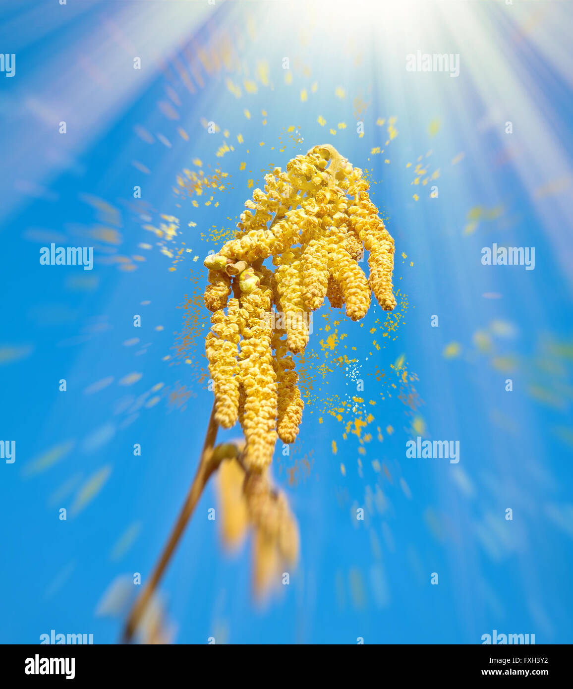 Nut allergy reaction hires stock photography and images Alamy