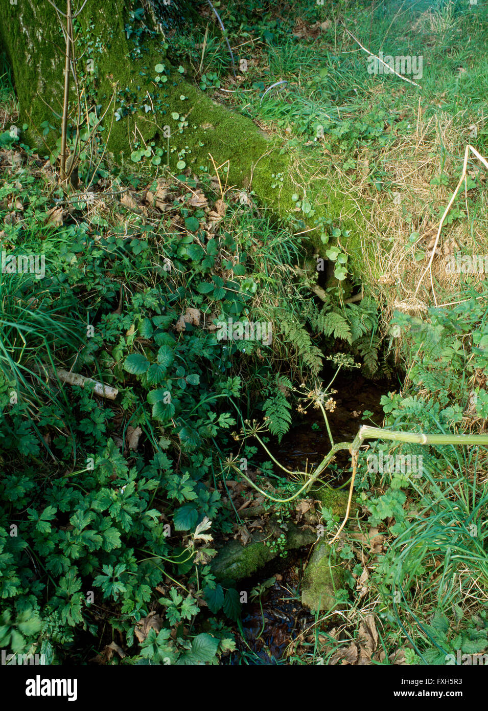 Overgrown spring on Bernard's Well farm, Henry's Moat, Pembrokeshire, associated with Early Christian St Brynach who founded a church at Nevern. Stock Photo