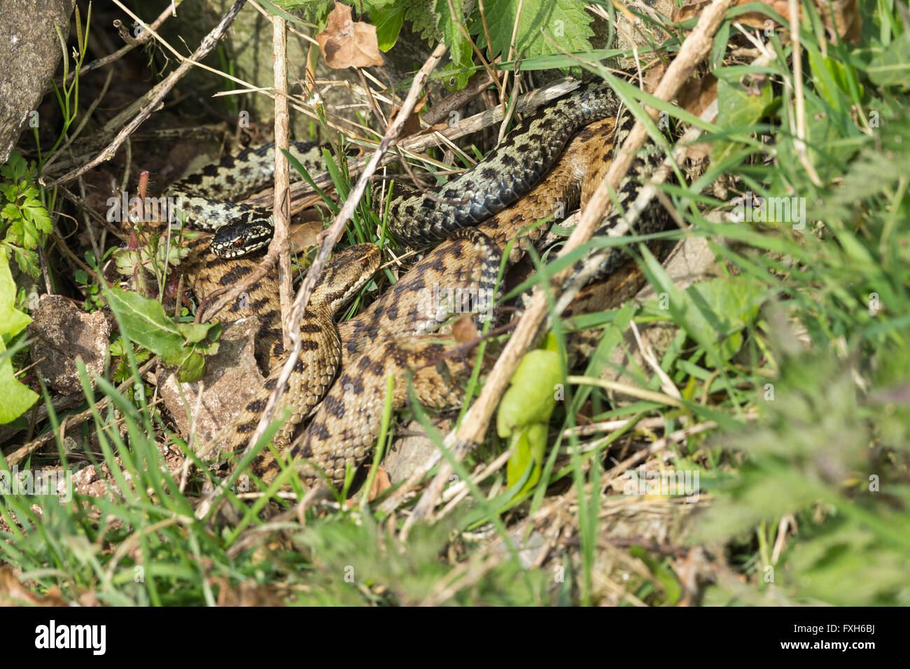Common adder Vipera berus, male & female, coiled together in courtship, Hellenge Hill, Weston-Super-Mare, Somerset in April. Stock Photo