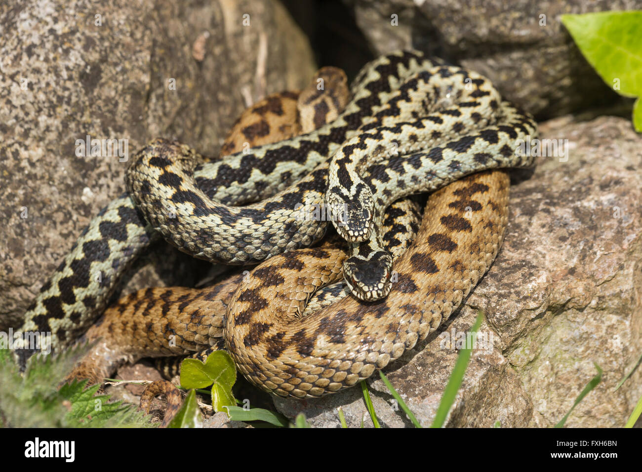 Common adder Vipera berus, adult female & two adult males in courtship, Hellenge Hill, Weston-Super-Mare, Somerset in April. Stock Photo