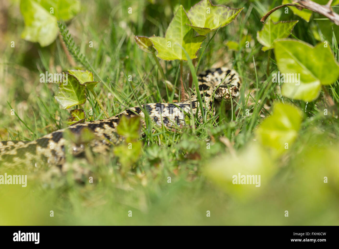 Common adder Vipera berus, adult male, viewed head on through grass, Hellenge Hill, Weston-Super-Mare, Somerset in April. Stock Photo