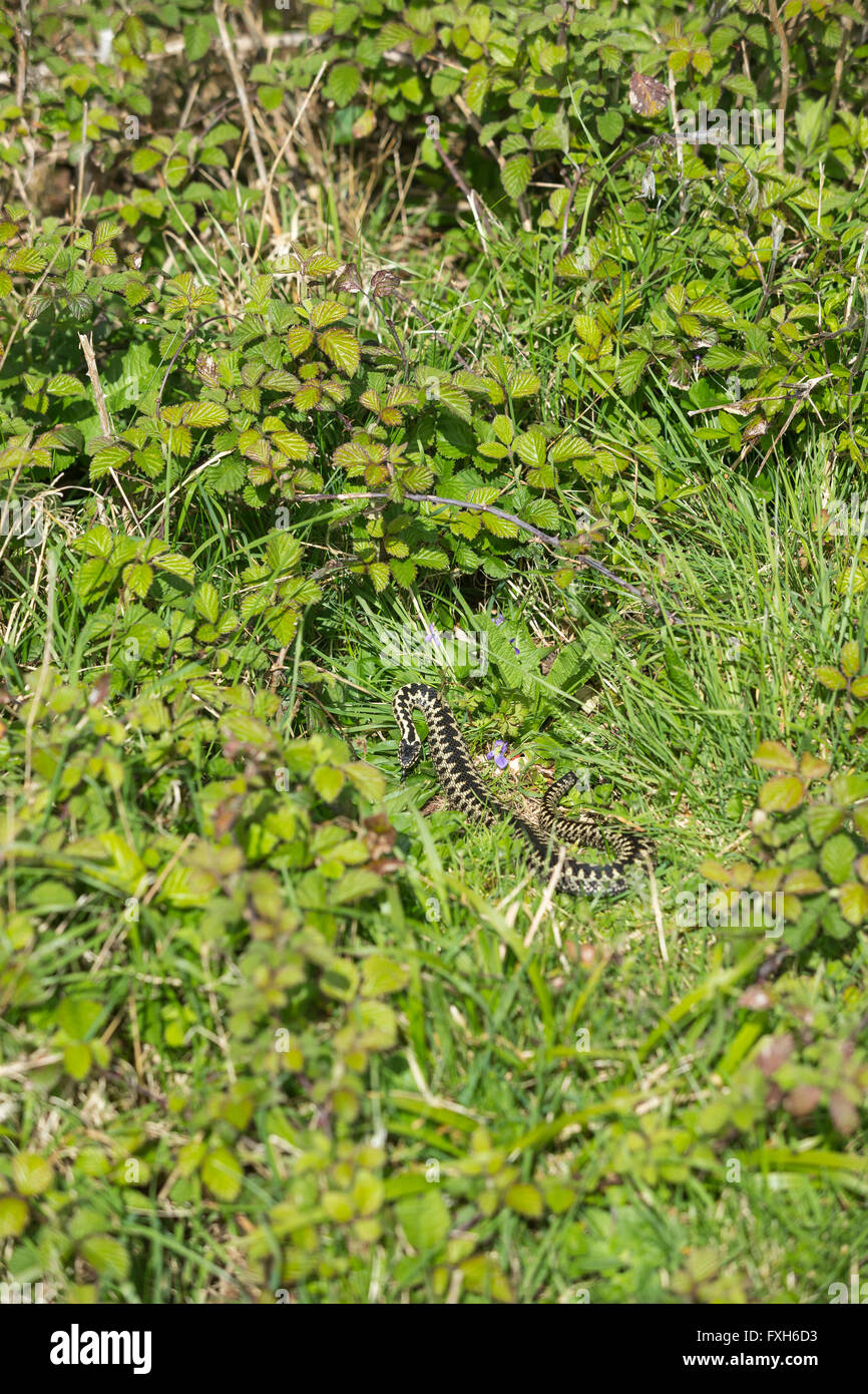 Scrub vegetation hires stock photography and images Alamy