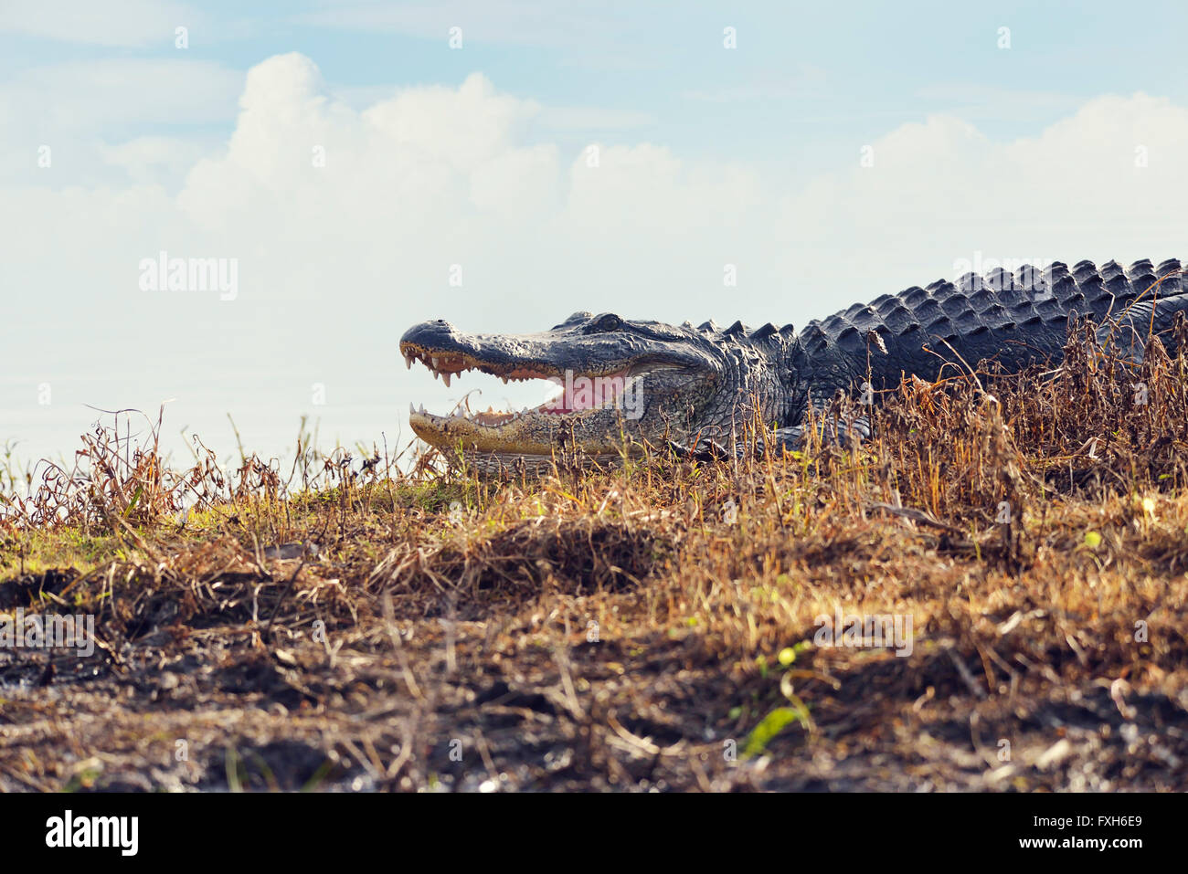 Large Florida Alligator in Wetlands Stock Photo
