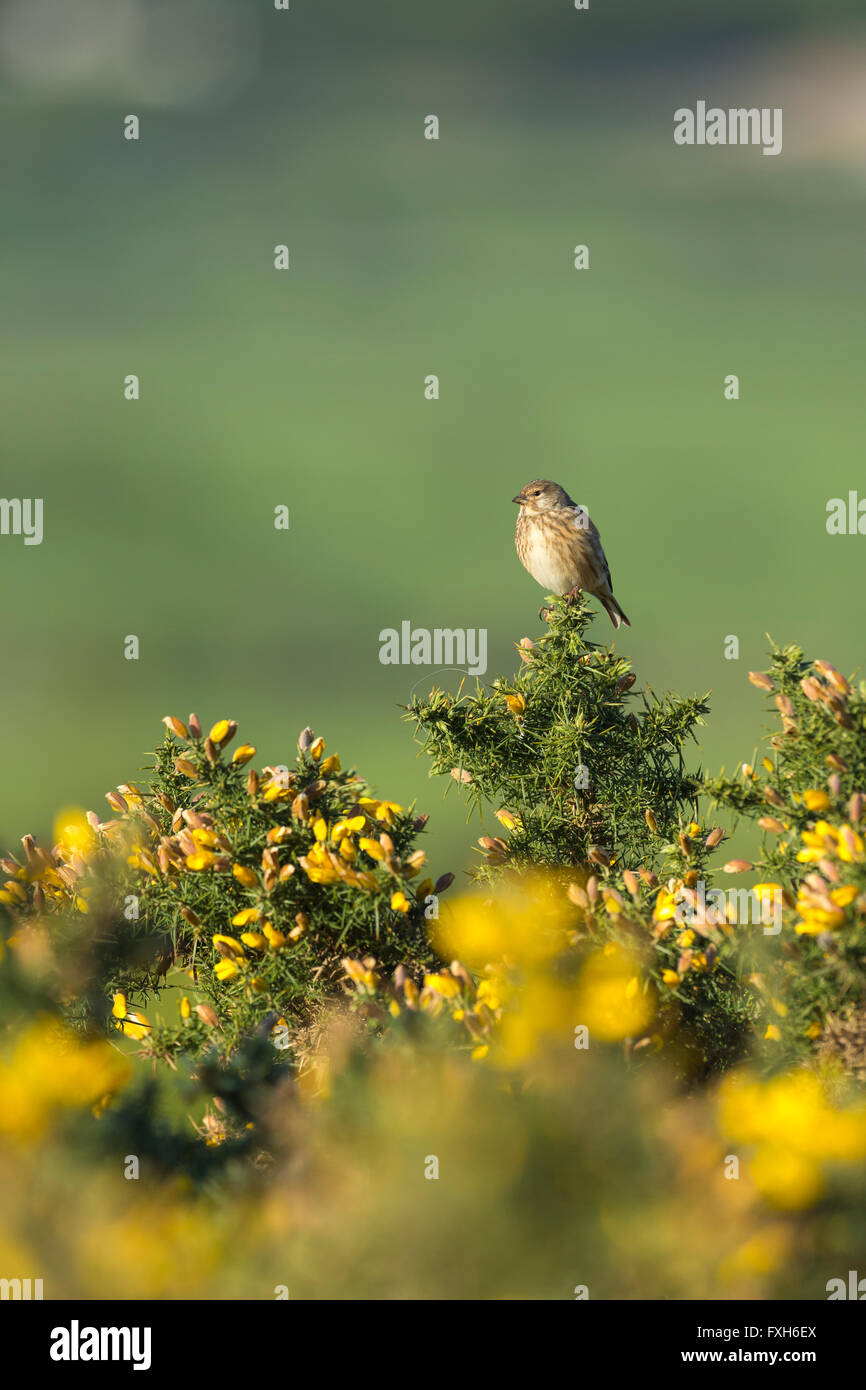 Common Linnet Carduelis cannabina, female, perched on gorse, Hellenge Hill, Somerset in April. Stock Photo