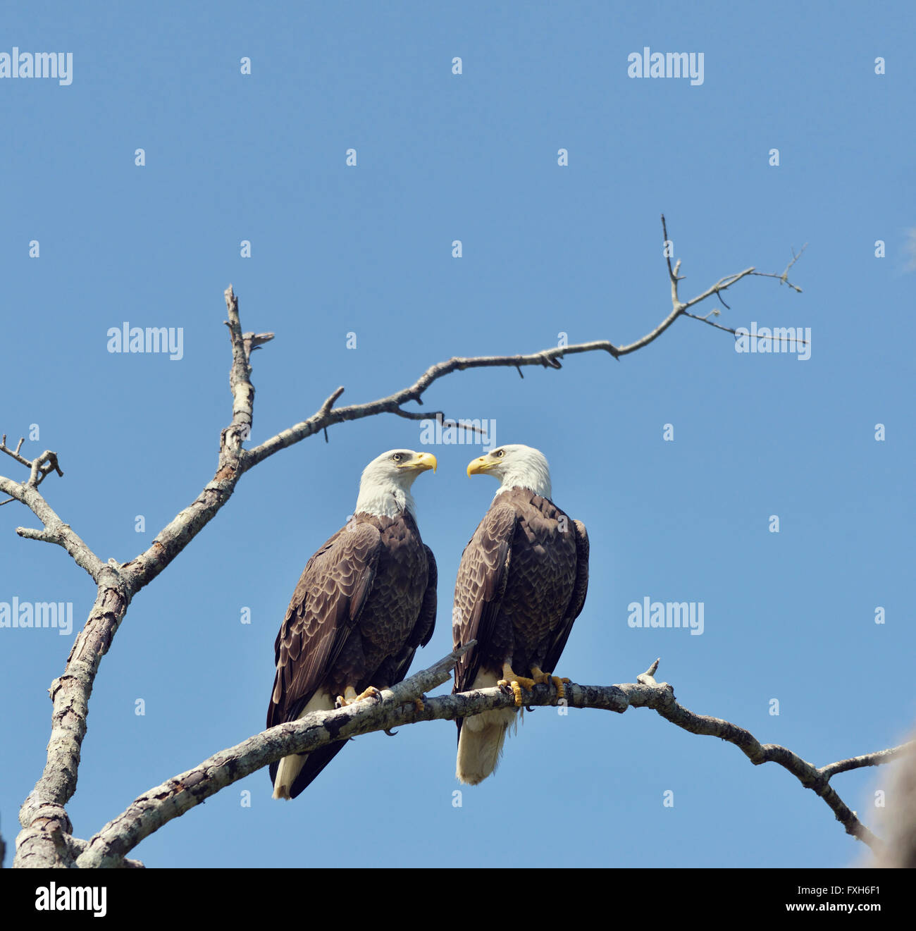Two Bald Eagles Perched Against Blue Sky Stock Photo