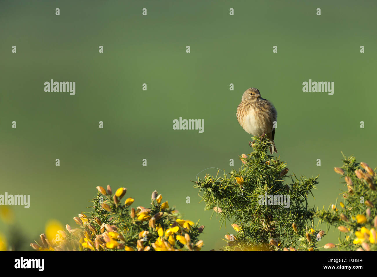 Common Linnet Carduelis cannabina, female, perched on gorse, Hellenge Hill, Somerset in April. Stock Photo
