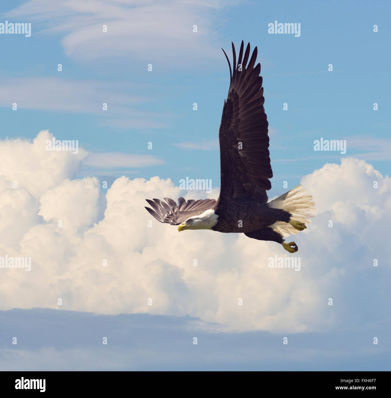 Bald Eagle in Flight against the Sky Stock Photo