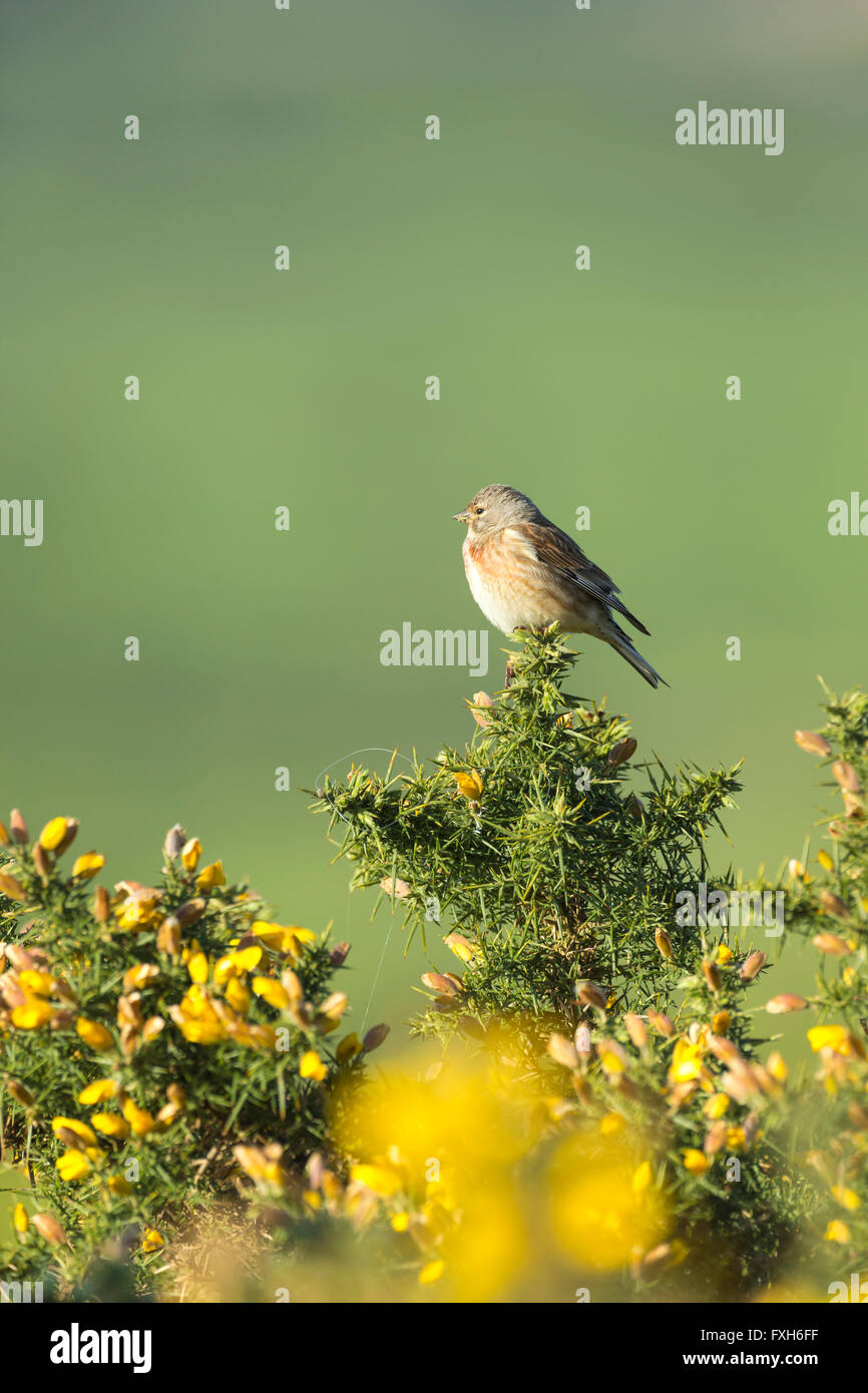 Common Linnet Carduelis cannabina, male, perched on gorse, Hellenge Hill, Somerset in April. Stock Photo