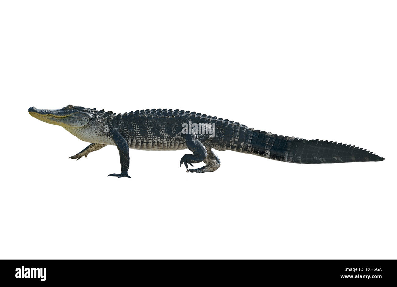 Alligator background Cut Out Stock Images & Pictures - Alamy