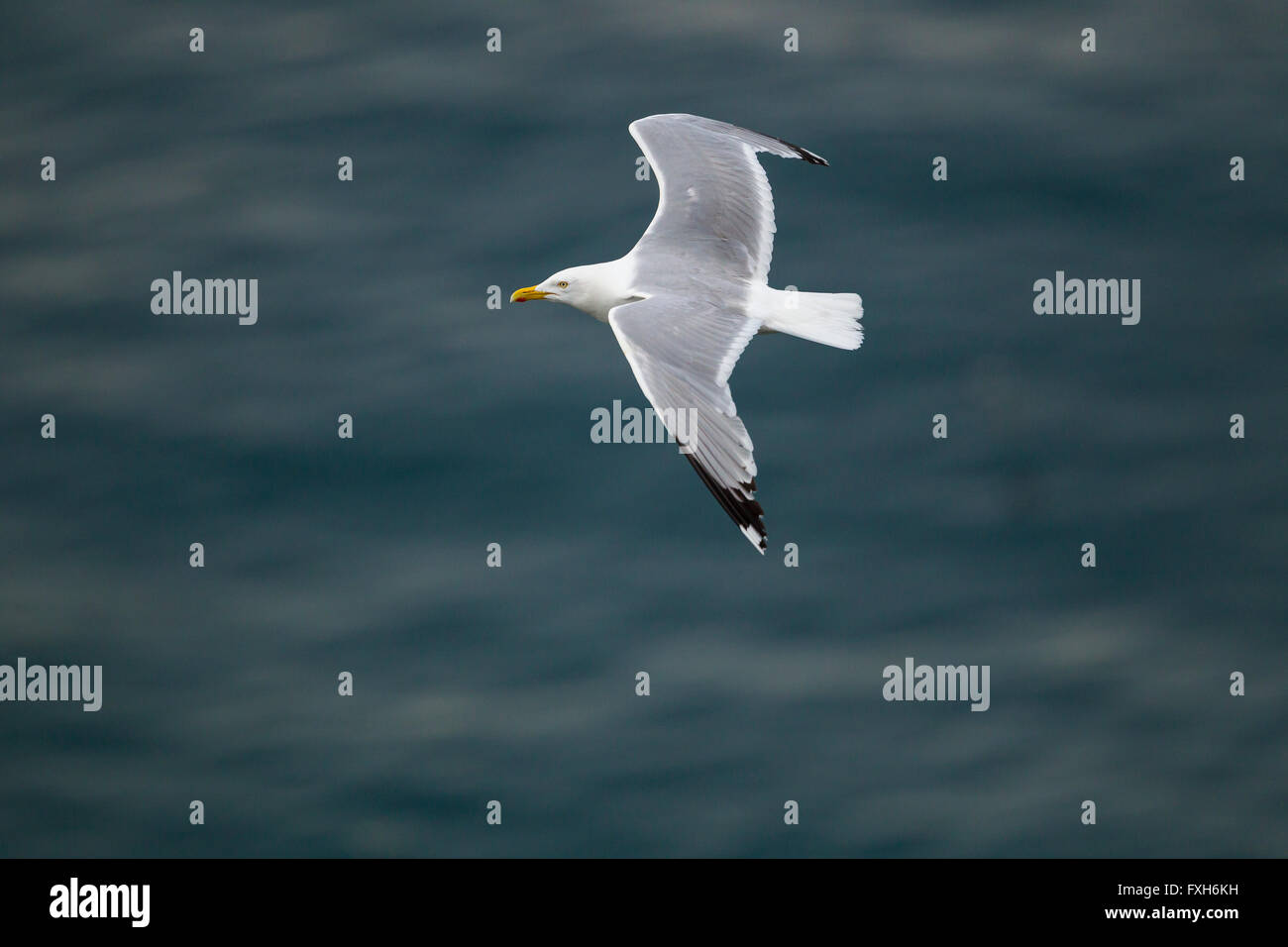 European herring gull Larus argentatus, in flight over North Sea
