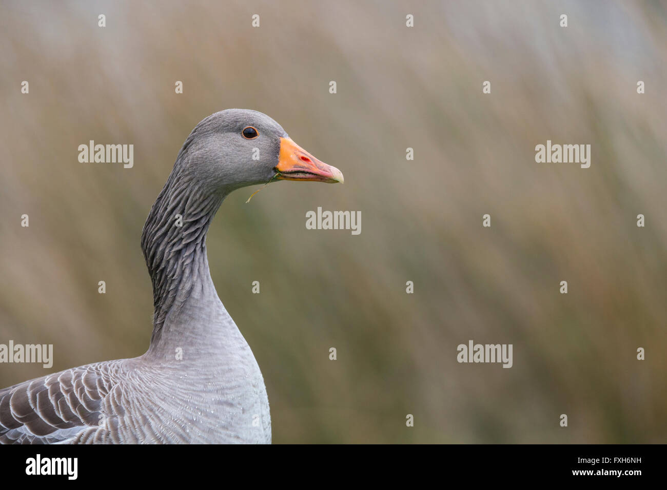 Greylag goose Anser anser, profile, Snettisham, Norfolk, UK in February. Stock Photo