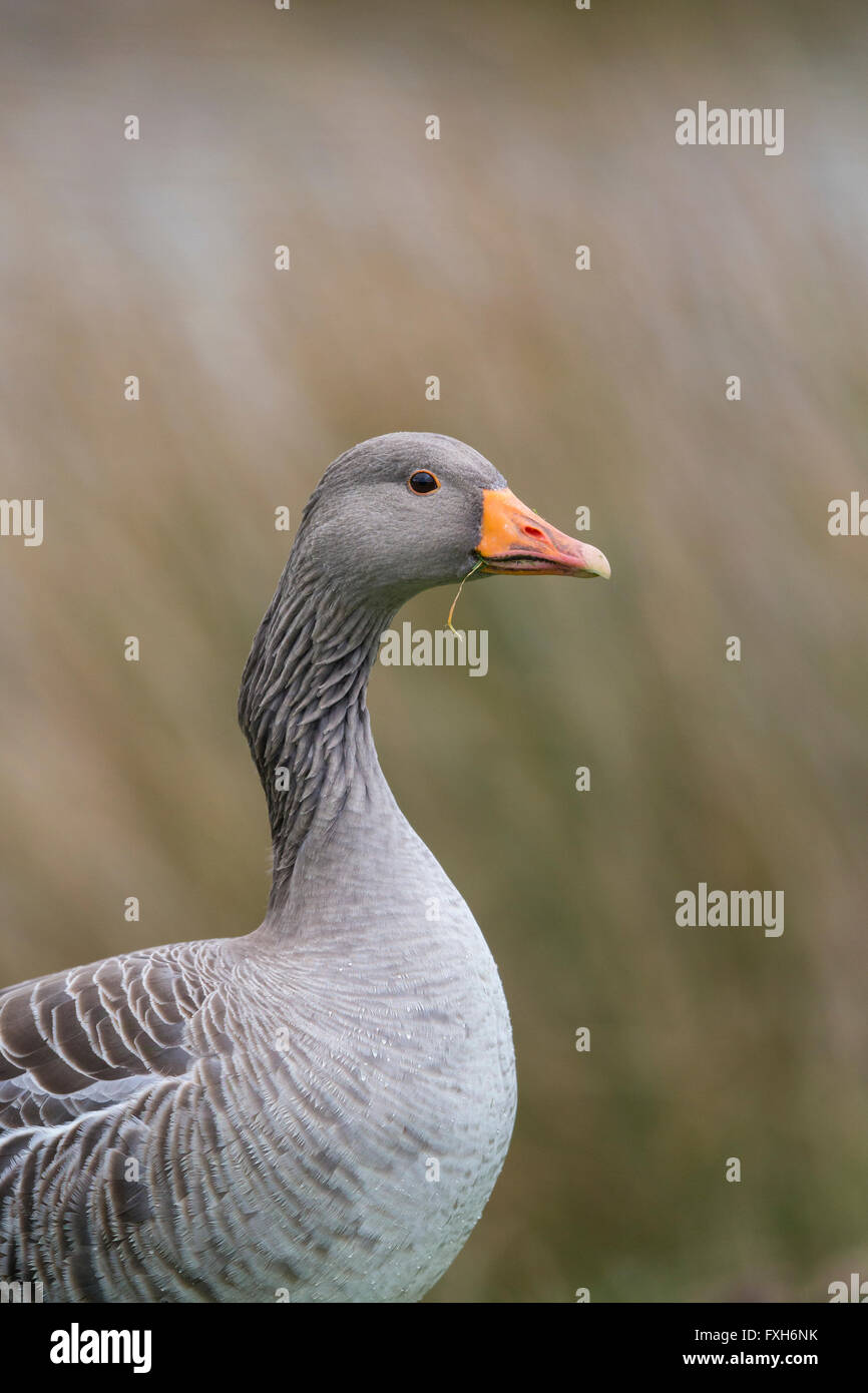 Greylag goose Anser anser, profile, Snettisham, Norfolk, UK in February. Stock Photo