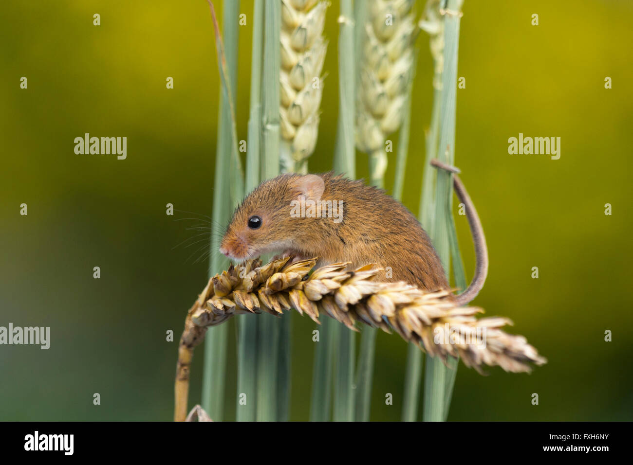 Harvest Mouse Micromys minutus (captive), adult male, climbing stem