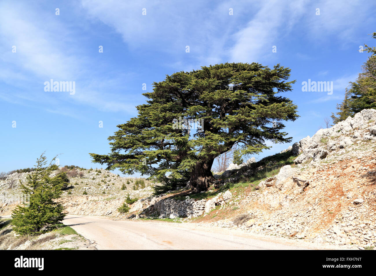Lebanon cedar tree hires stock photography and images Alamy