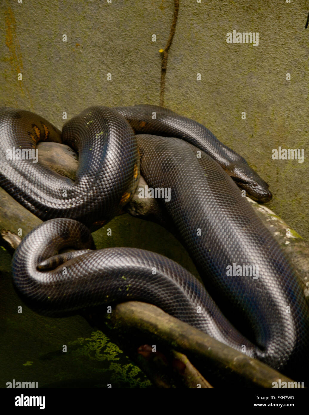 Anaconda 3d hi-res stock photography and images - Alamy