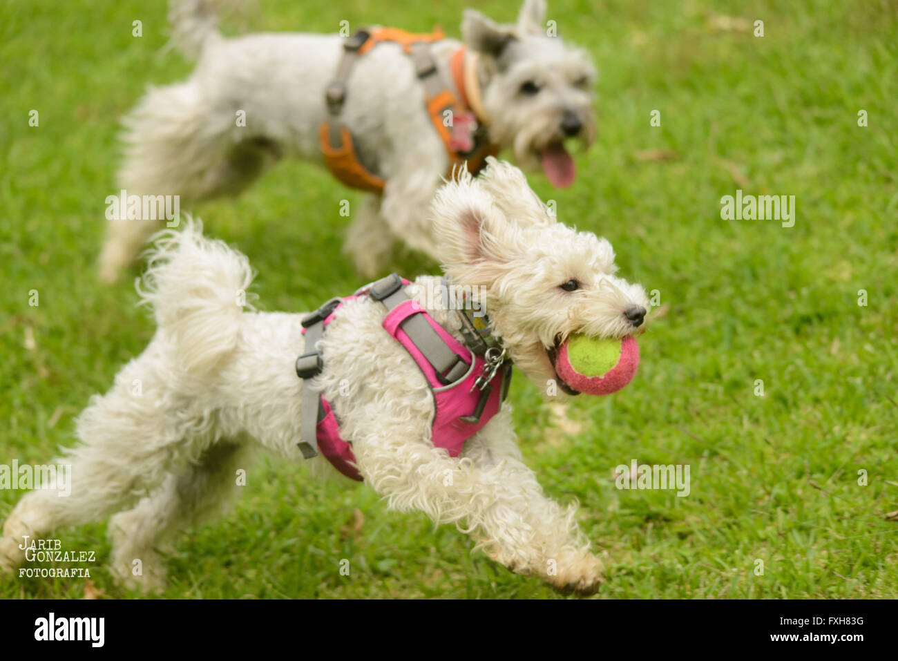 Poodle and schnauzer dogs playing with a ball Stock Photo