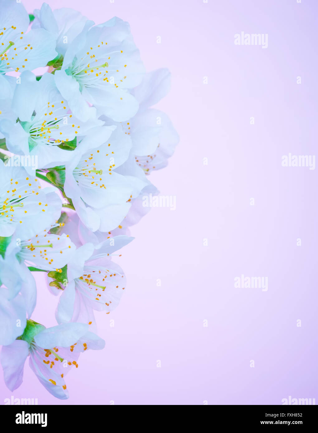 Beautiful blooming flowers spring hi-res stock photography and images ...