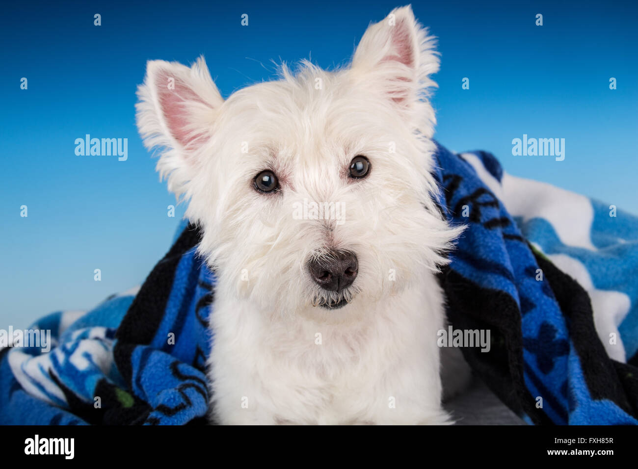 Portrait of Zipper, a Westie, partially hidden by a blanket in a studio