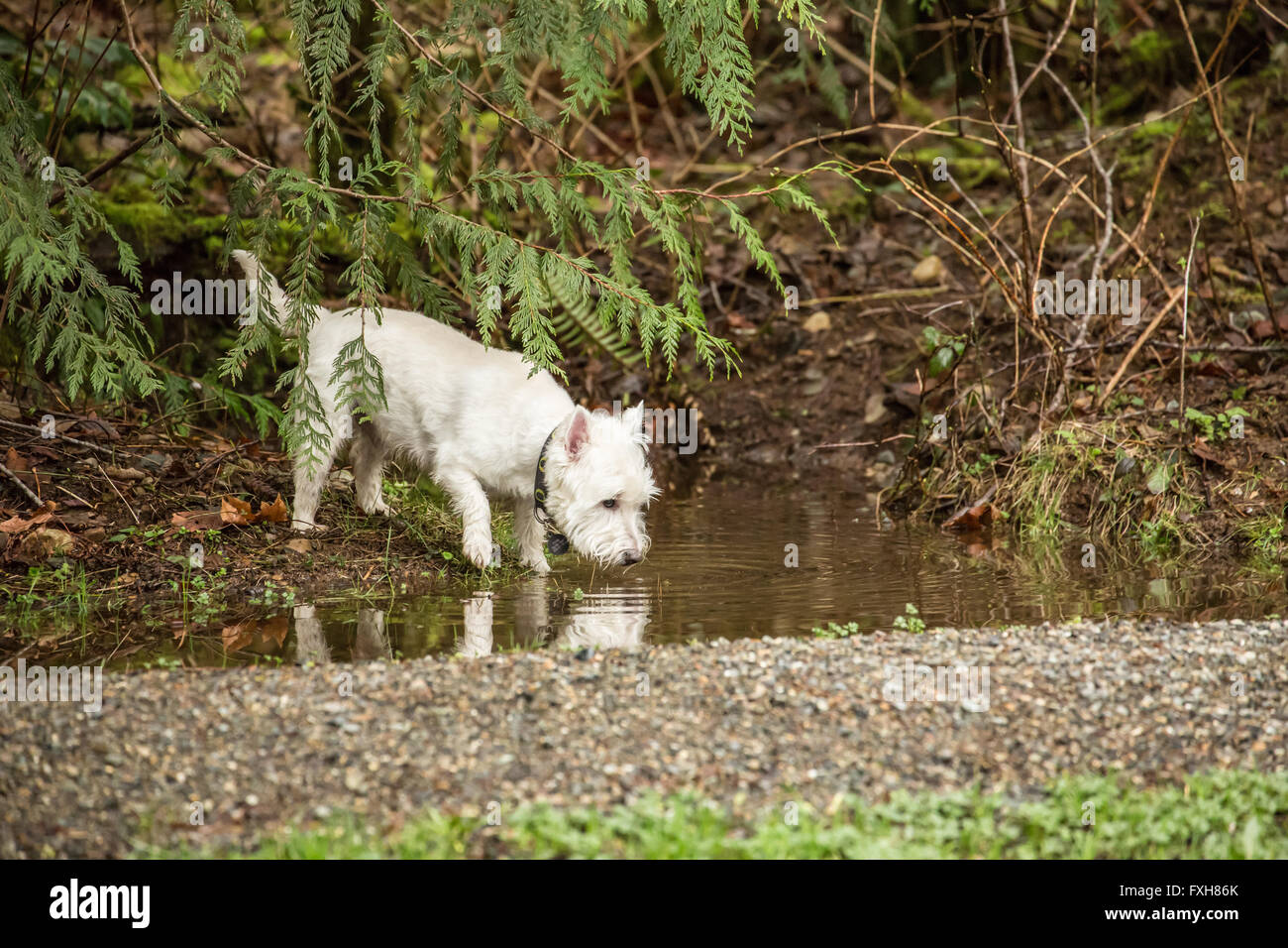 Zipper, a Westie, drinking water from a puddle, in Issaquah, Washington, USA Stock Photo