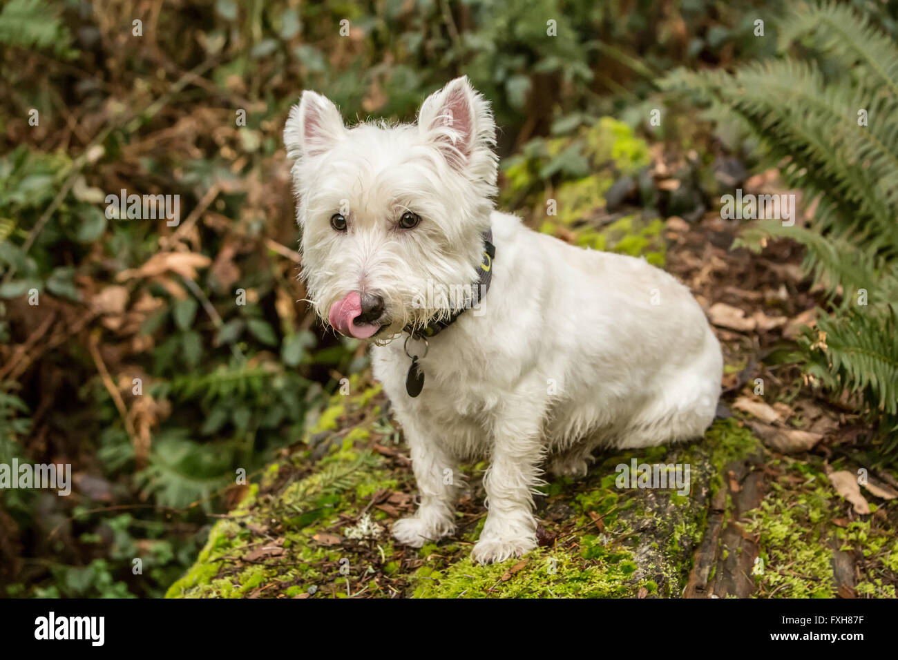 Why Is My Dog Licking His Lips So Much