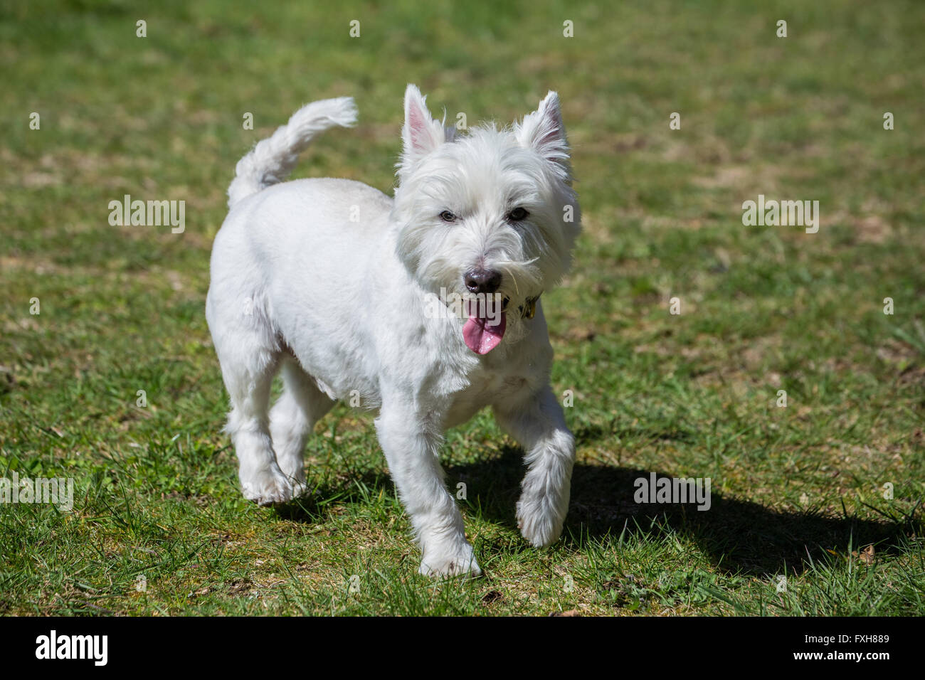 Zipper, a Westie, running with great enjoyment in Issaquah, Washington, USA Stock Photo
