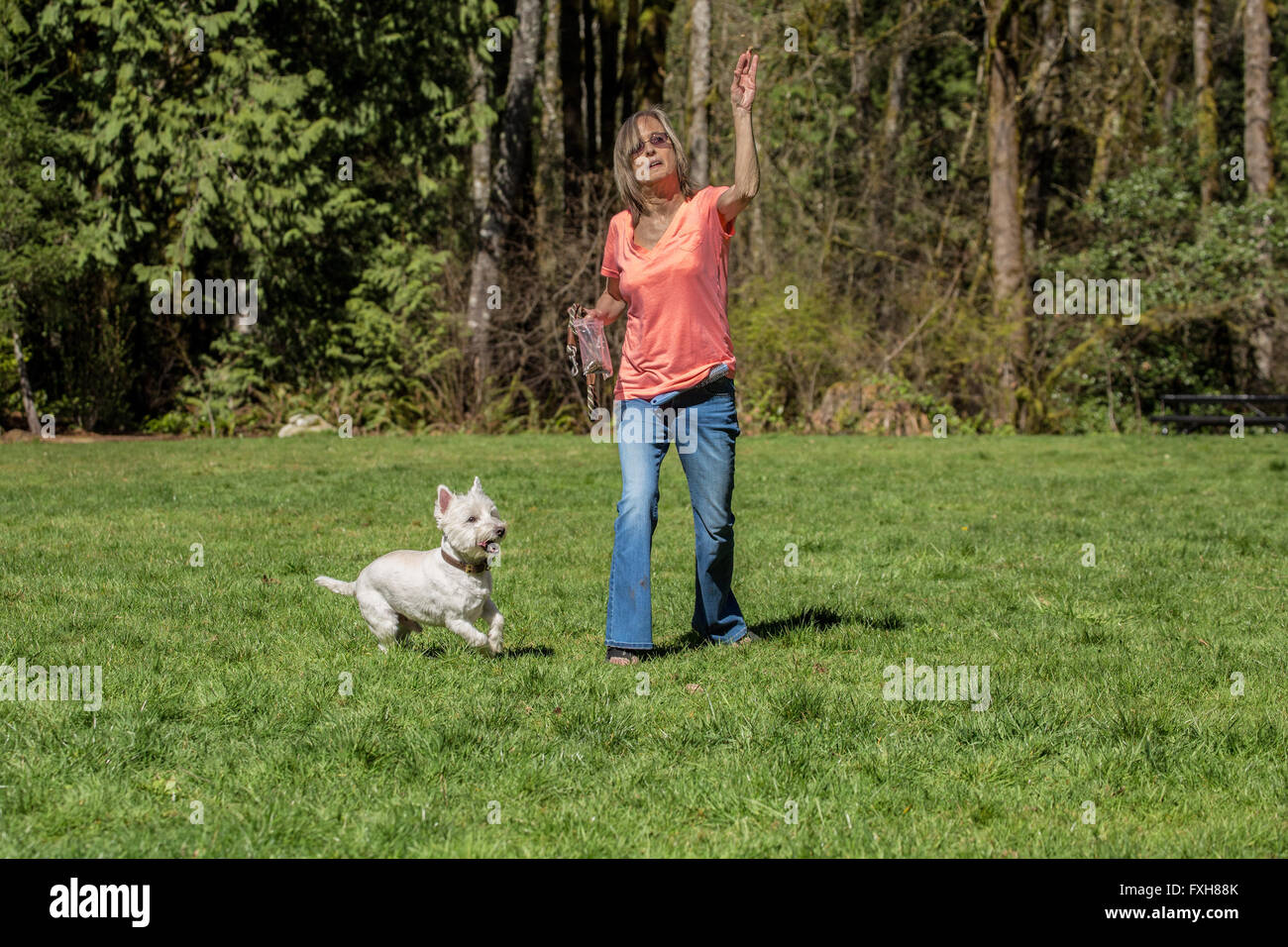 Woman throwing treats for her dog, Zipper, a Westie, in Issaquah