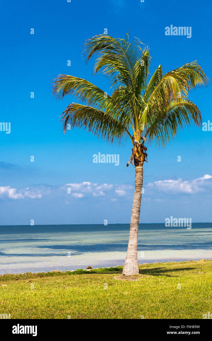 Palm trees and ocean waters hires stock photography and images Alamy