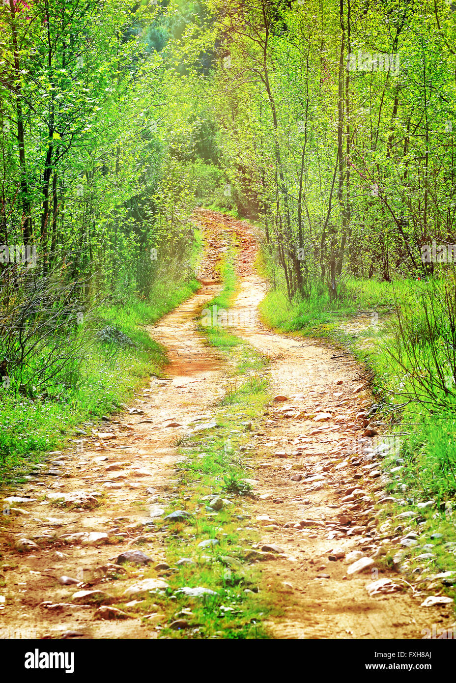 Pathway in secluded deciduous forest, beautiful peaceful scene on a sunny summer day, nature of wildlife sanctuary of Lebanon Stock Photo