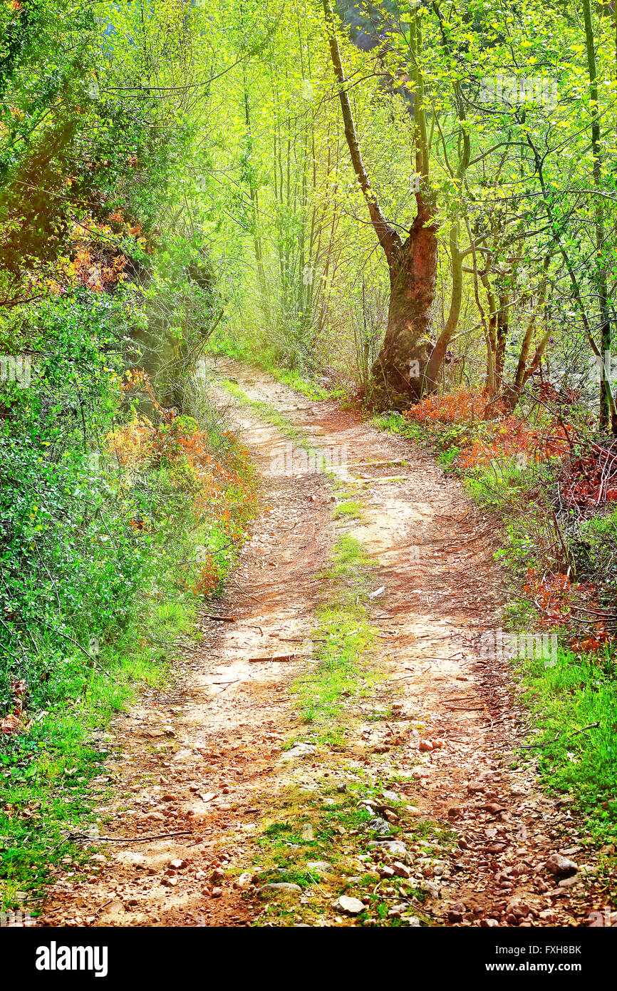 Walkway In Secluded Deciduous Forest Beautiful Peaceful Scene On A Stock Photo Alamy