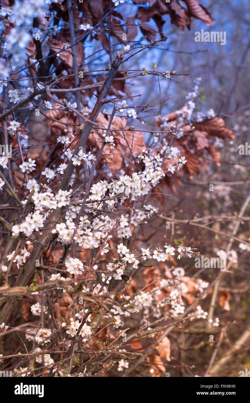 Flowering hawthorn bush in spring. Stock Photo