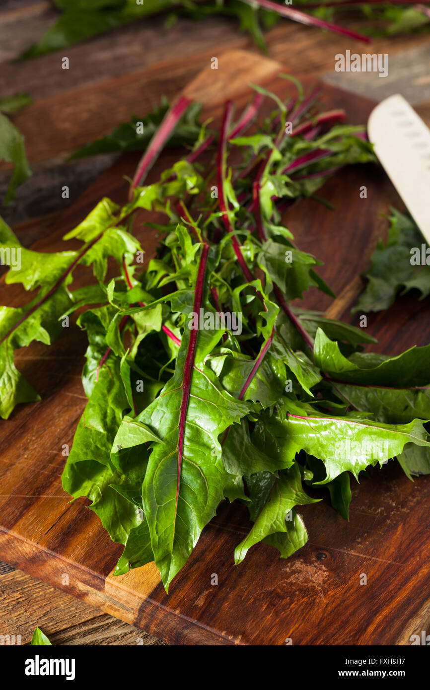 Raw Organic Red Dandelion Greens Ready to Chop Stock Photo Alamy