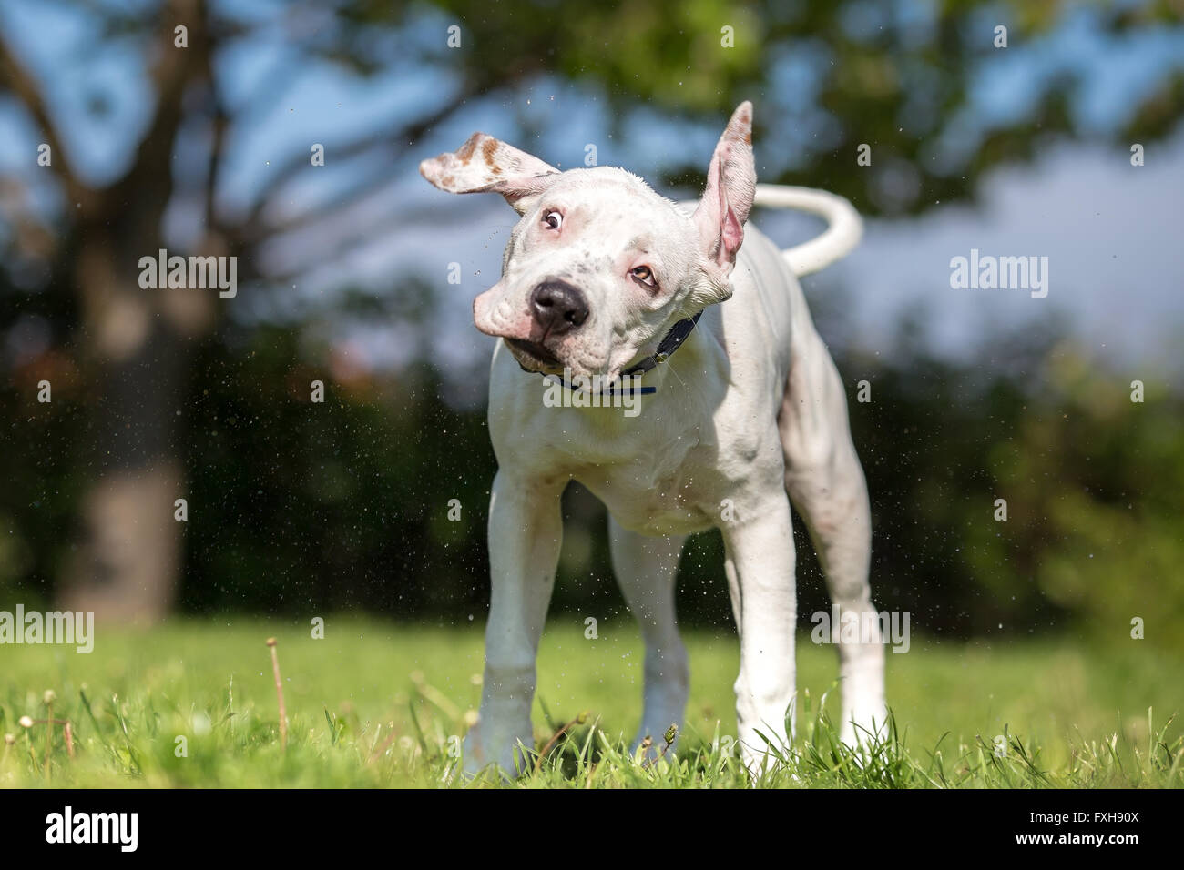 White American Staffordshire Terrier young dog shaking off water Stock Photo