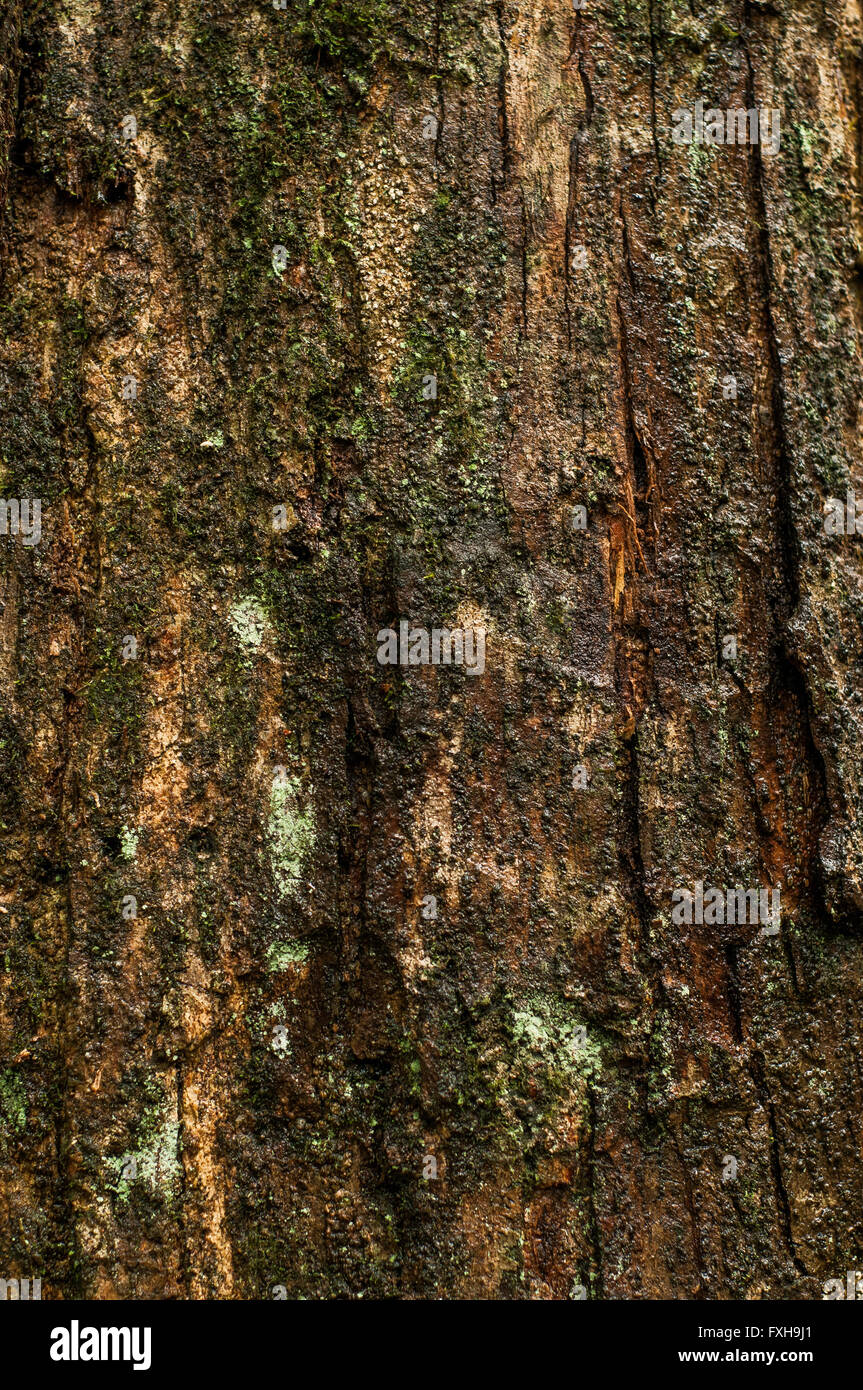 Pine Trunk / Texture of a pine trunk Stock Photo