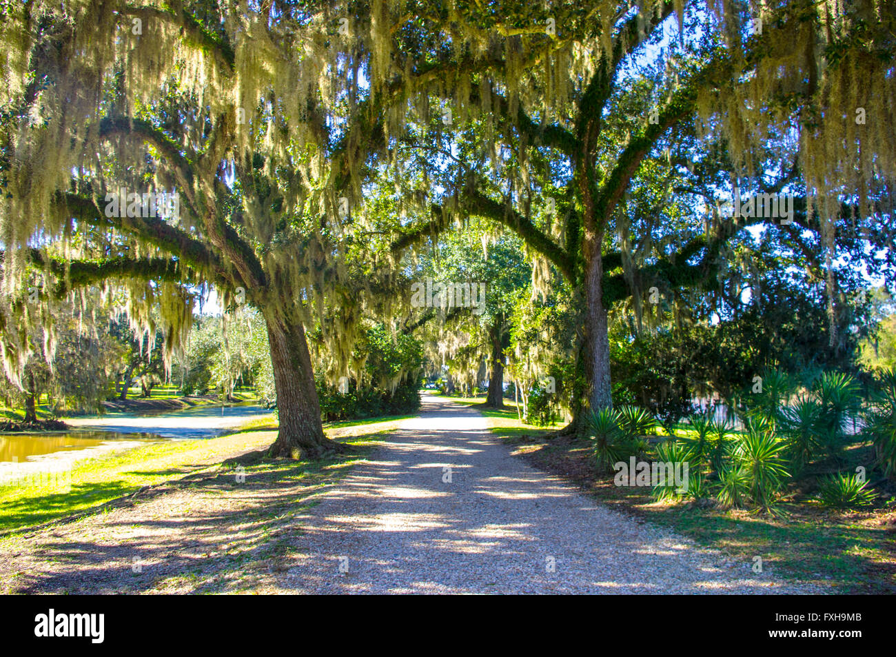Road with Cypress trees and Spanish moss in Louisiana Stock Photo