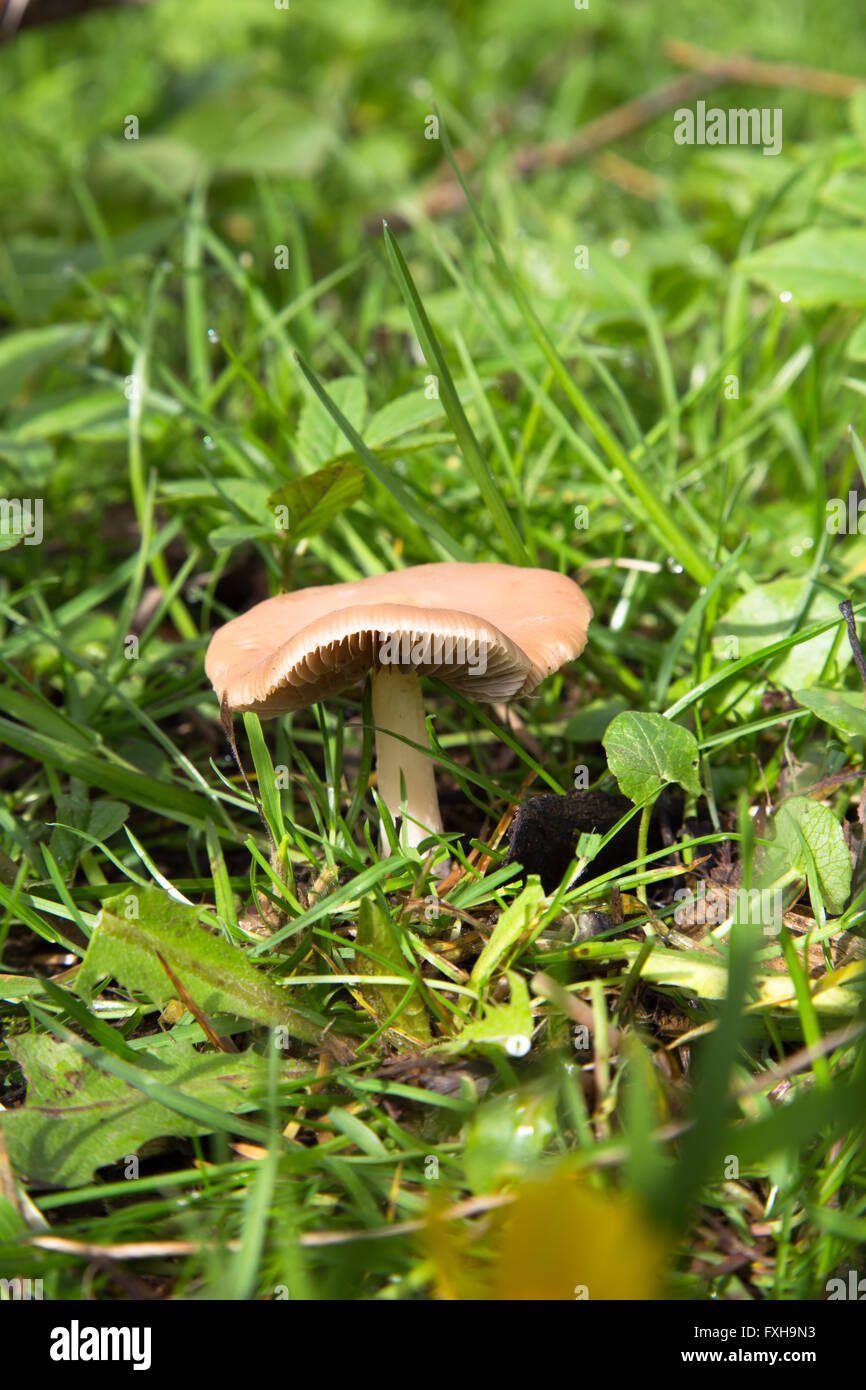 Fungi image of Common Funnel (Clitocybe gibba) captured in grassland around Durham, England. Stock Photo