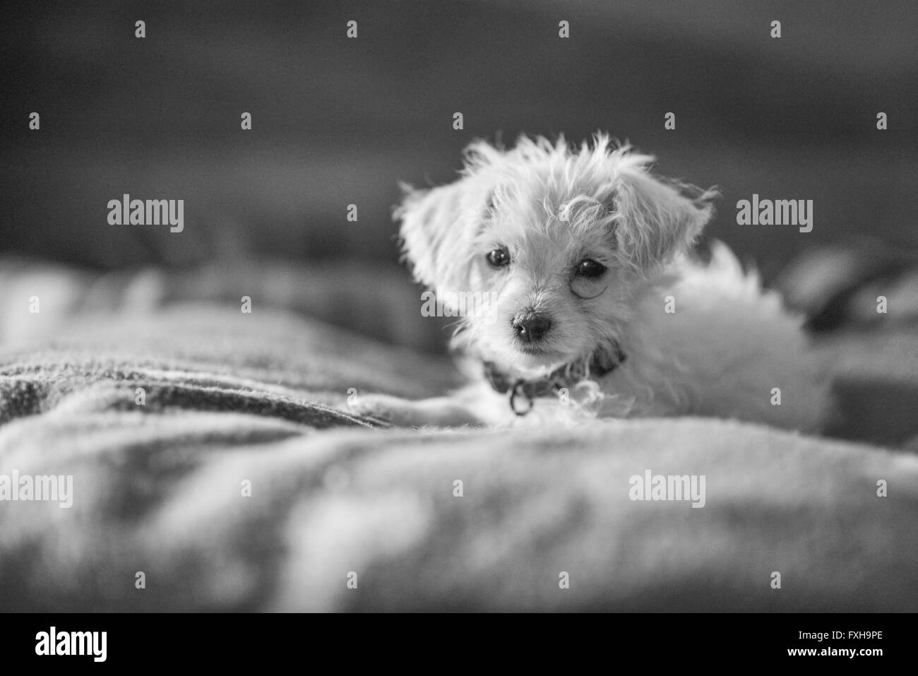 Puppy Sleeping on a Bed Stock Photo Alamy