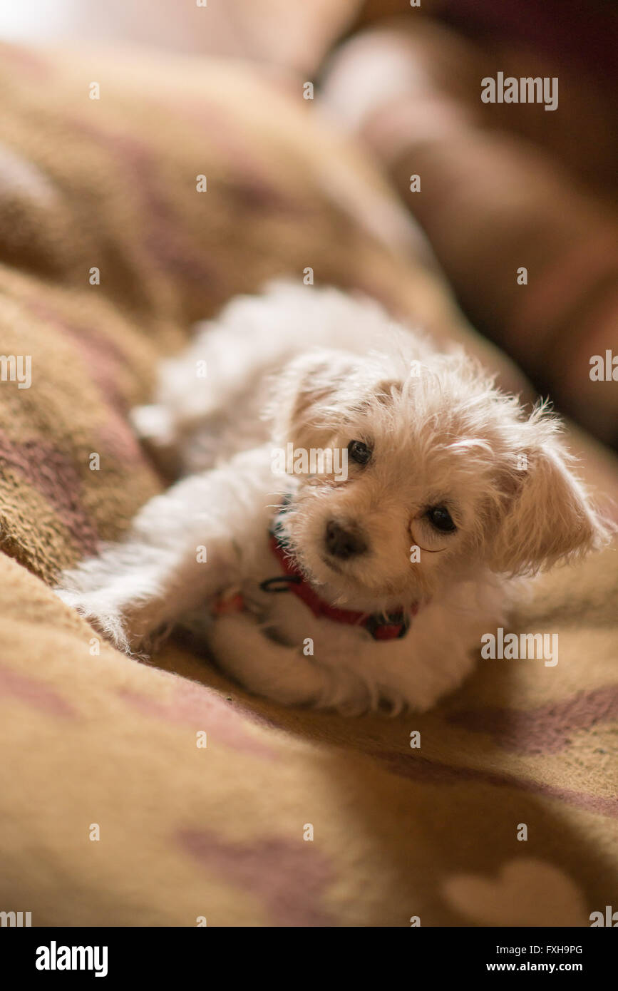 Puppy Sleeping on a Bed Stock Photo Alamy